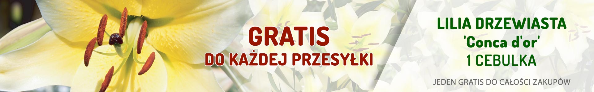 Gratis do zamówienia